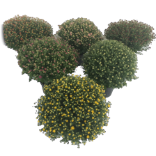 Bolchrysanten